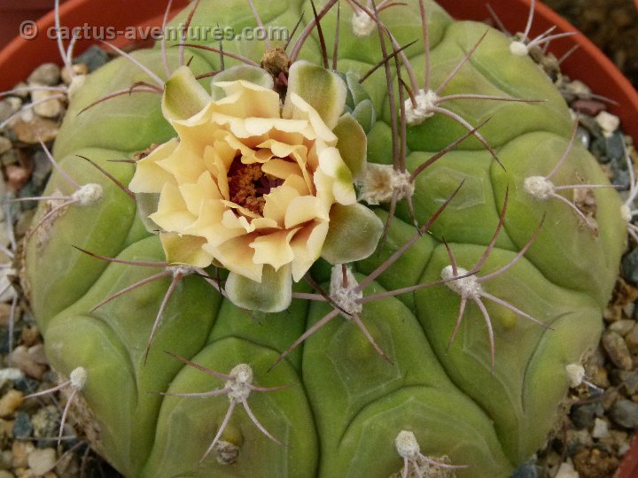 Gymnocalycium pflanzii P1030838